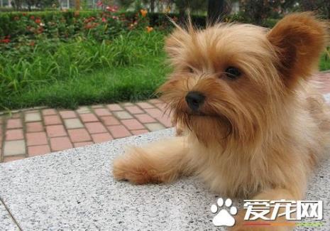 约克夏体型是长方还是正方体