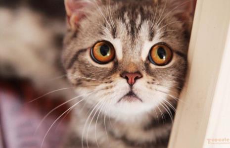 猫死后会去喵星吗