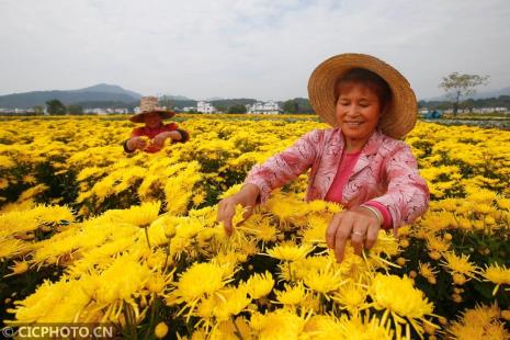 金丝皇菊适合哪里种植