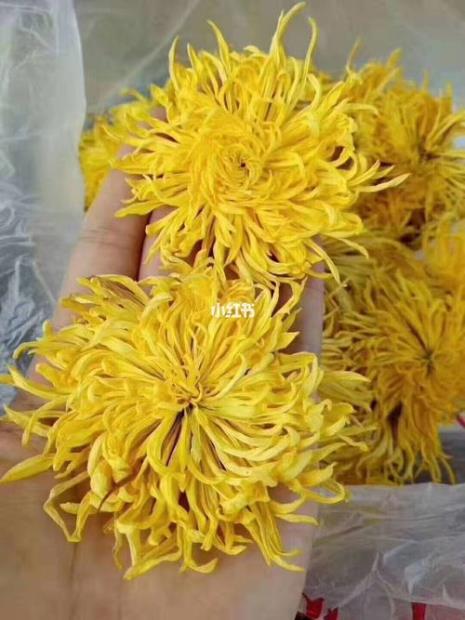 青驰菊和金丝皇菊是一种吗