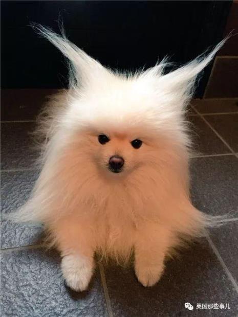 描写博美犬的优美语句