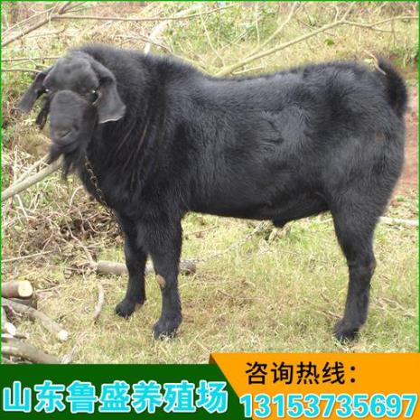 山东羊品种大全