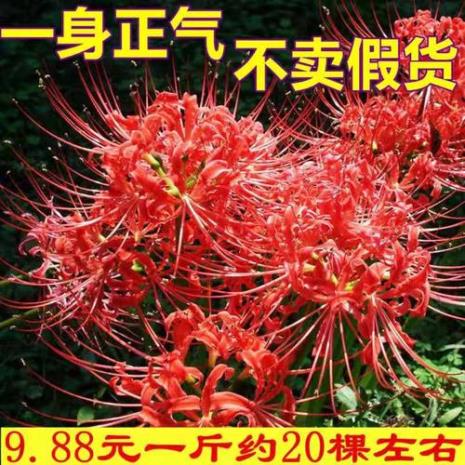 家里石蒜能活多久