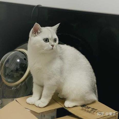 银渐层为什么不亲近人