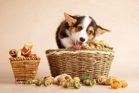 柯基犬不能吃哪些食物
