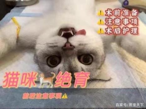 猫咪多大可以绝育