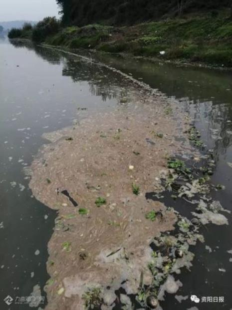 水里有白色漂浮物