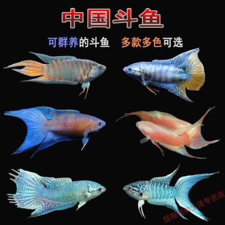 冷水斗鱼品种有哪些