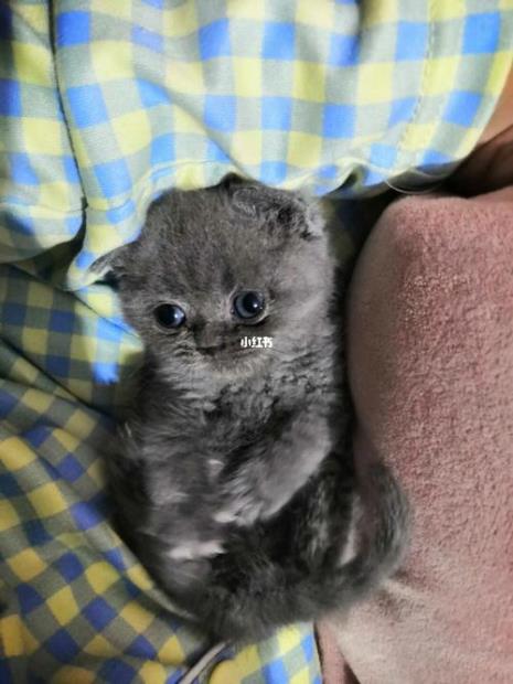 蓝猫一个月可以吃什么猫粮