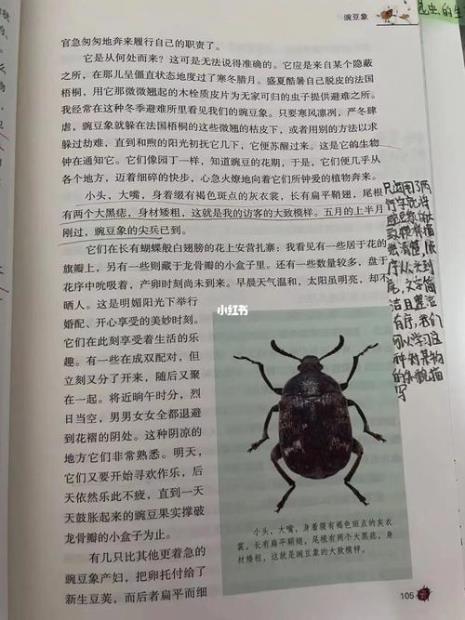 昆虫记第一篇名字是什么