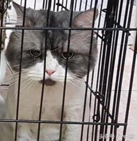 猫咪关猫笼一直叫怎么办
