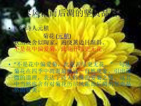 阅读母亲的菊花的答案