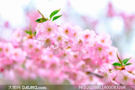 粉色樱花叫什么名字