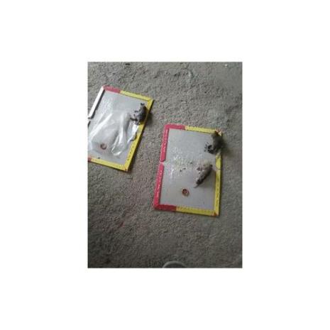 老鼠板贴的那种胶是什么