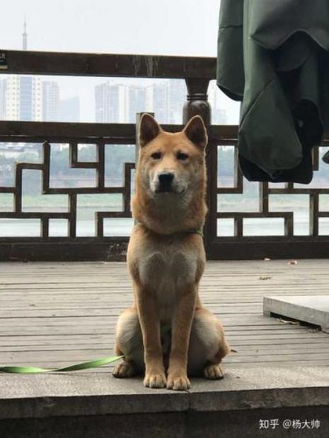 中华柴狗的生长期是几年