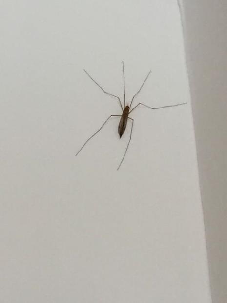 腿是黑白色的蚊子有毒么