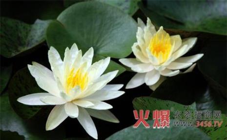 真假睡莲的区别