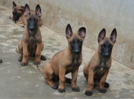 德国马犬和比利时马犬区别