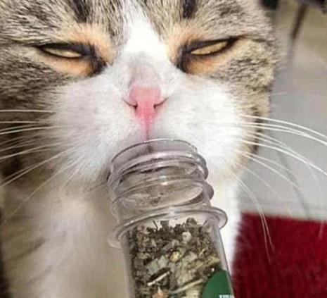 薄荷对猫咪有没有伤害