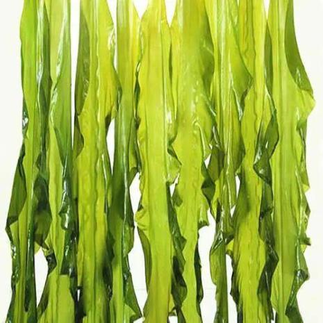 海带的植物学特性