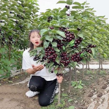 车厘子树怕水淹吗