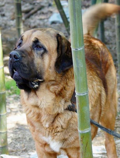 马士提夫犬多少钱一只