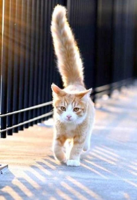猫咪为什么一直舔尾巴根