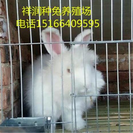 獭兔有什么用途