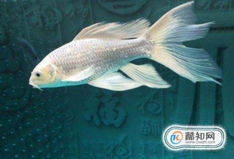 蝴蝶鲤喂食正确方法