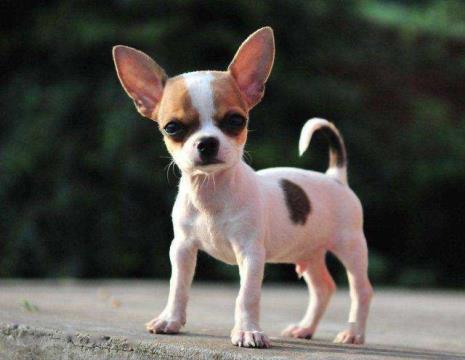 不需要剪毛又好养的小型犬