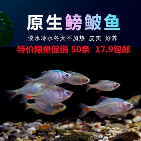挨地游的是什么鱼