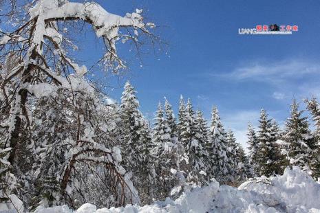 天山雪松是哪的