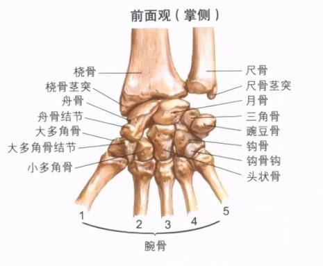 什么是尺骨的构造