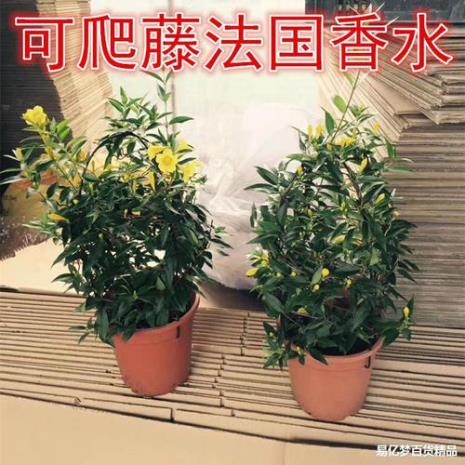 法国香水藤一盆种几棵