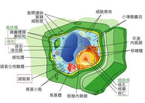 植物的细胞壁由什么构成