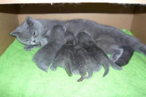 猫什么时候怀孕