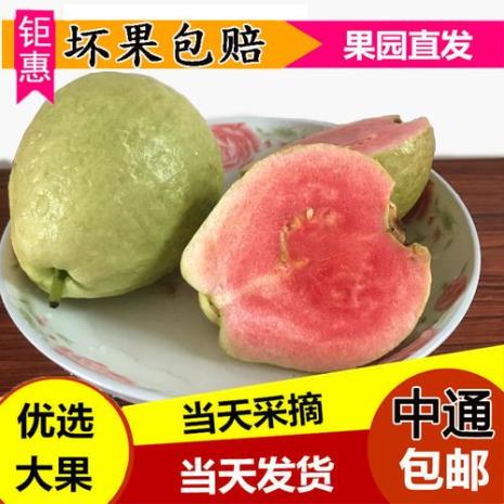 水果芭乐好吃吗