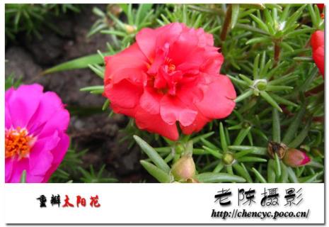 像太阳花一样红色的是什么花