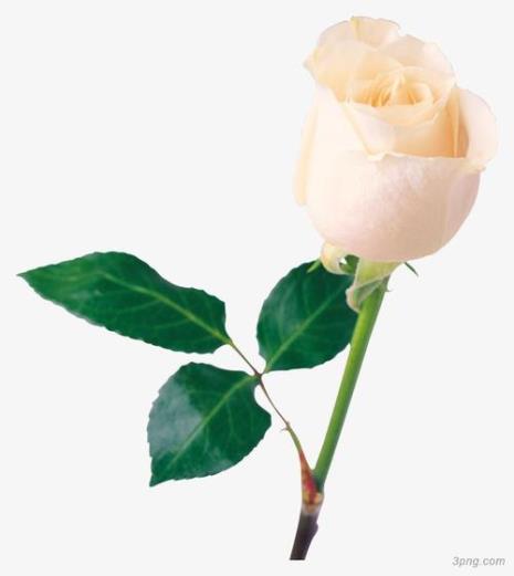 透明色的花是什么品种