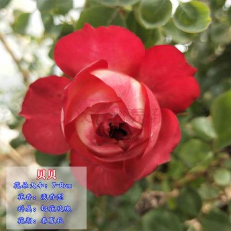 迷人贝贝月季优缺点