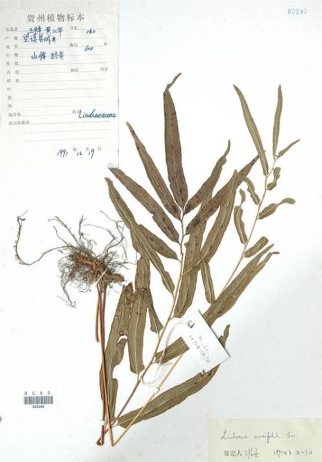 乌蕨与凤尾蕨区别