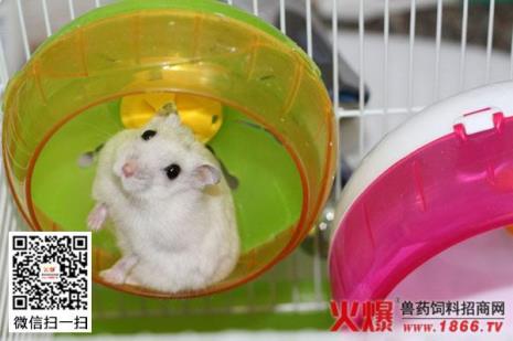 如何测试仓鼠有没有呼吸