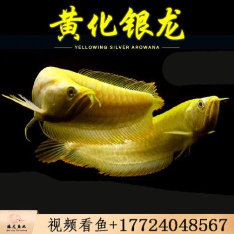 龙鱼苗5-10厘米要吃什么