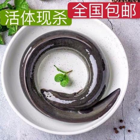 什么是白鳝鱼
