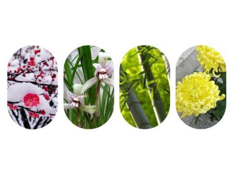花中四仙子是哪四种