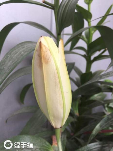 亚百合没长叶就结花苞了