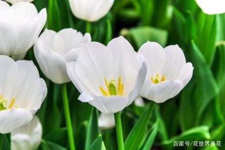 形容花悄悄绽放的诗句