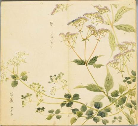 离骚中的香草名