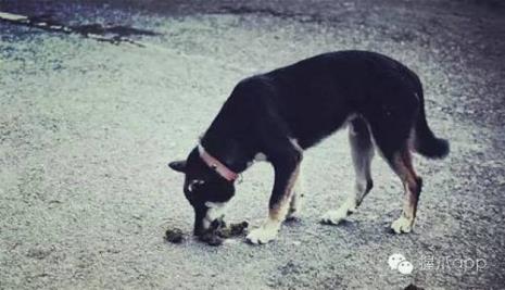 怎么训练小狗大便