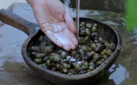 怎么消灭水培植物里的螺蛳